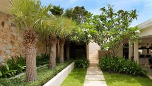 Read more about the article Sejuk dan Indahnya Desain Taman dengan Tanaman Palm