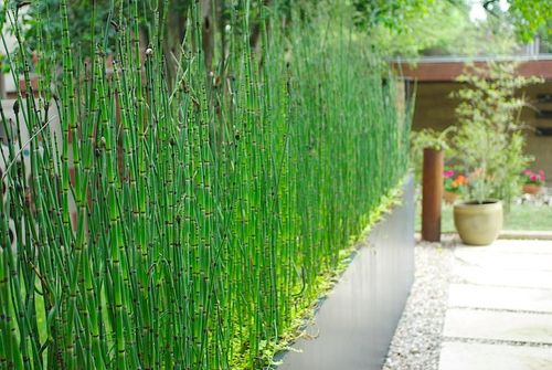 Desain Rumah dengan Pagar Tanaman Bambu Jepang